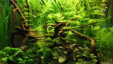 Becken 3235 von Gerd Zimmermann