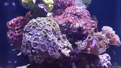 Becken 32407 von Claus Kupferschmidt