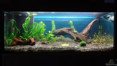 Becken 32411 von DBS