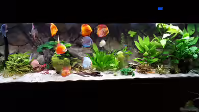 Becken 32431 von Günter+Karin