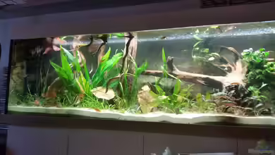 Becken 32469 von Patrick`s Amazonas