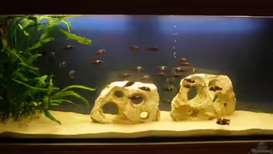 Becken 3248 von Markus Wittmann