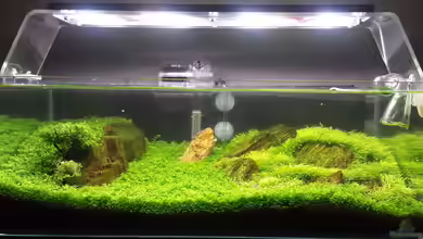 Becken 32481 von hondatec