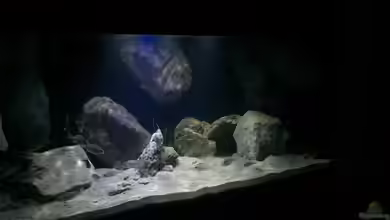 Becken 32516 von Marcel Ille