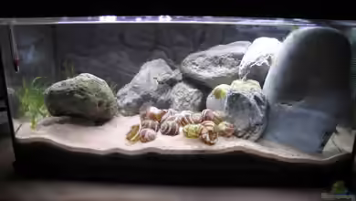 Becken 32520 von Hans Stadler