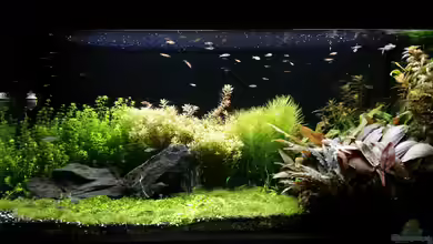 Becken 32663 von Ichigo