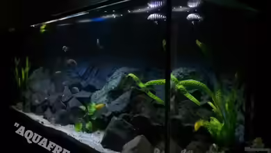 Becken 32694 von Guido Studtrucker