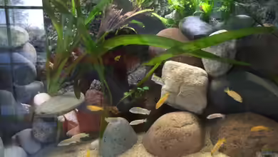 Becken 32776 von Masda