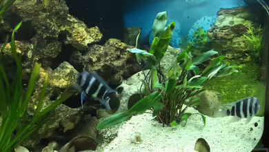 Becken 32778 von Stefan1971