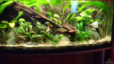 Becken 3283 von Pierre Weihmann