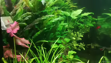 Becken 32862 von JohnnyWishbone