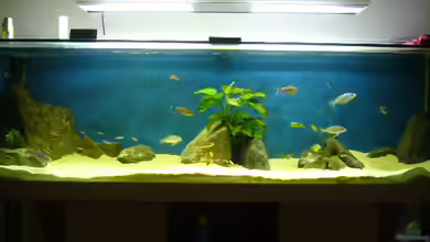 Becken 3291 von Lehmann Sven