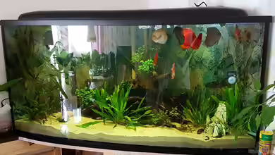 Becken 32994 von Robert Kolovrat