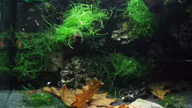 Becken 3303 von Tom Zimmermann