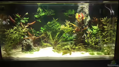 Becken 33060 von Rocknar