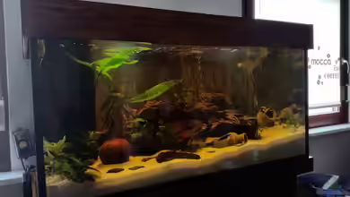 Becken 33061 von SvenDerGroße