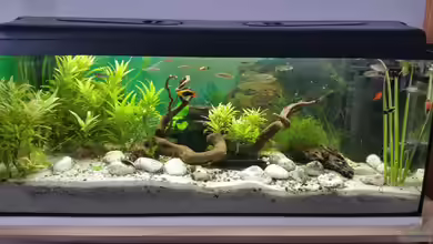 Becken 33063 von SvenDerGroße