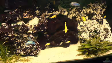 Becken 3314 von Henning Meyer