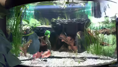 Becken 33140 Geselschaftsbecken von Dieter Pr