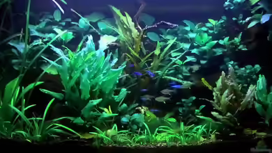 Becken 33190 von Rabäukchen