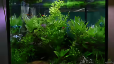 Becken 33229 von stveko