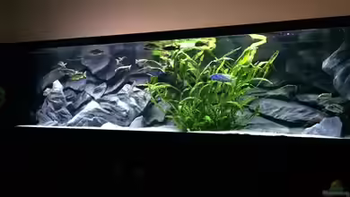 Becken 33264 von Matze0815