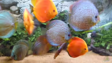 Becken 33373 von stefanw