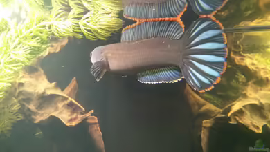 Becken 33453 von AquaTobi90