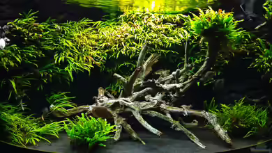 Becken 33537 von K.S.