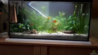 Becken 33538 von Reno