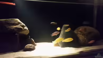 Becken 33614 von Dave Weber