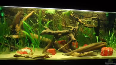 Becken 3374 von andif