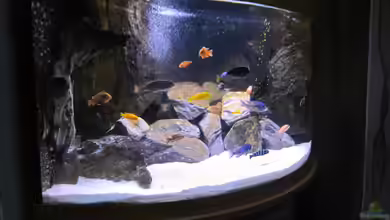 Becken 33784 von Malawifürst