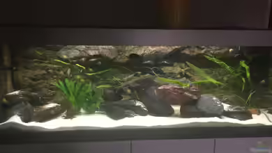 Becken 33795 von Enrico Fröhlich