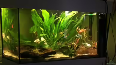 Becken 33802 von Julia Wohlschläger