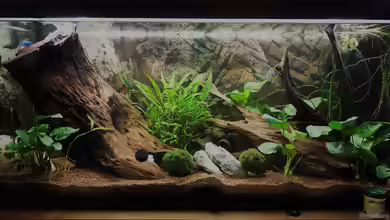 Becken 33830 von Tina50