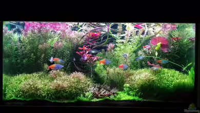 Becken 33872 von Thomas Brandt