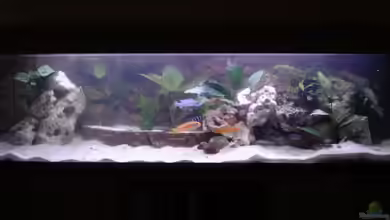 Becken 3389 von Florian Frank