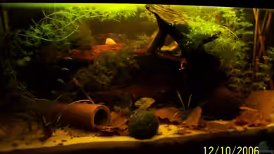 Becken 3402 von Alexander Schild