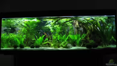 Becken 341 von Marcus.H