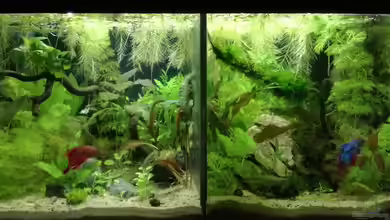 Becken 34165 von Heike Fuchs