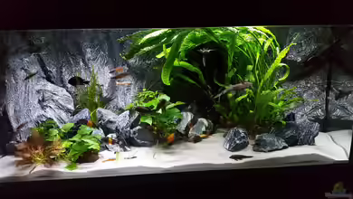 Becken 34193 Tanganjika AUFGELÖST von da Dida