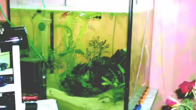 Becken 3421 von Kai Dinkel