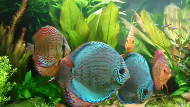 Becken 34244 -Ehemaliges Diskusbecken - von Grünhexe