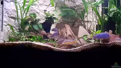 Becken 34334 von Marcus Mischer