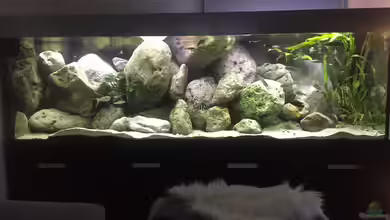 Becken 34391 von Crenii