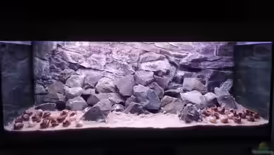 Becken 34404 von SheKa