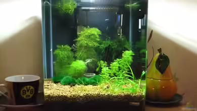 Becken 3497 von Dirk Tomhorst