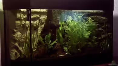 Becken 3501 von Franz König