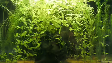 Becken 3553 von Sebastian Zunhammer